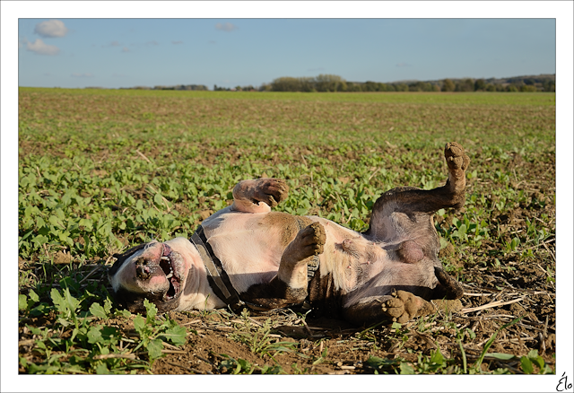  - Il était une fois, un lardon et une balayette... ;) 664764281012