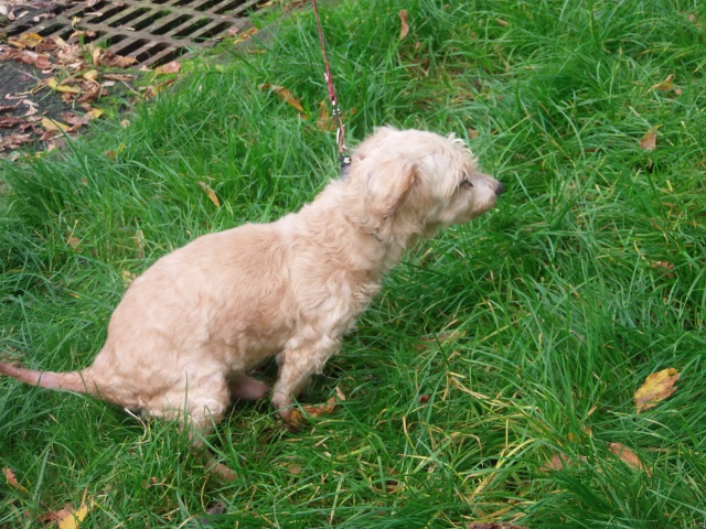 CADICHON CANICHE/BICHON M 13 ANS LADM 28 664955P9150817