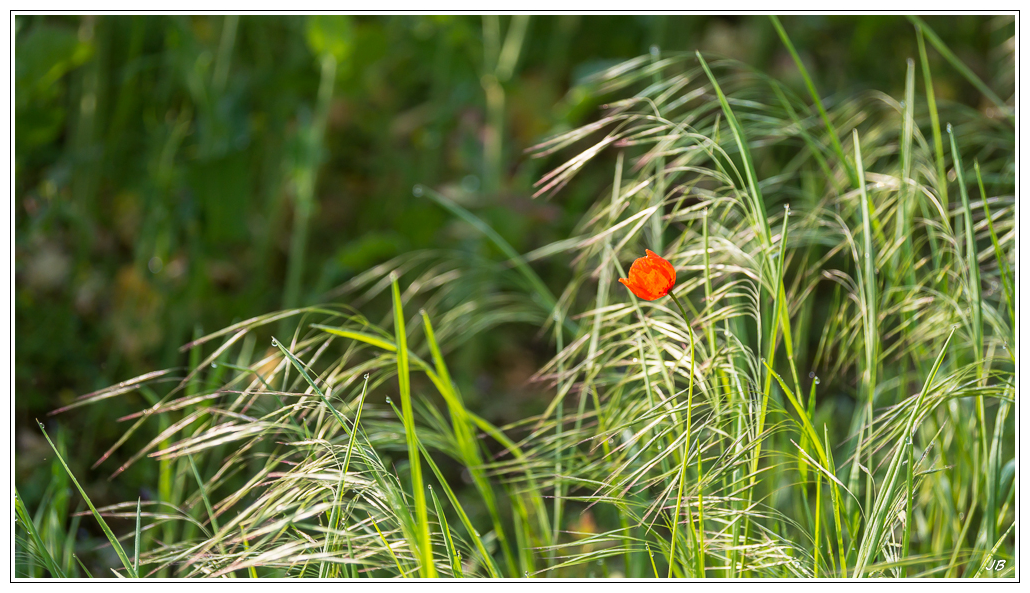 POTD Lumix du 03.05.2014 665085LR53P1150430