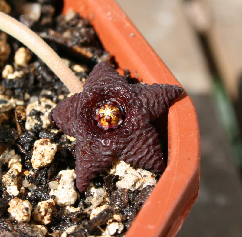 Stapelia similis 667669stapeliasimilisfleur