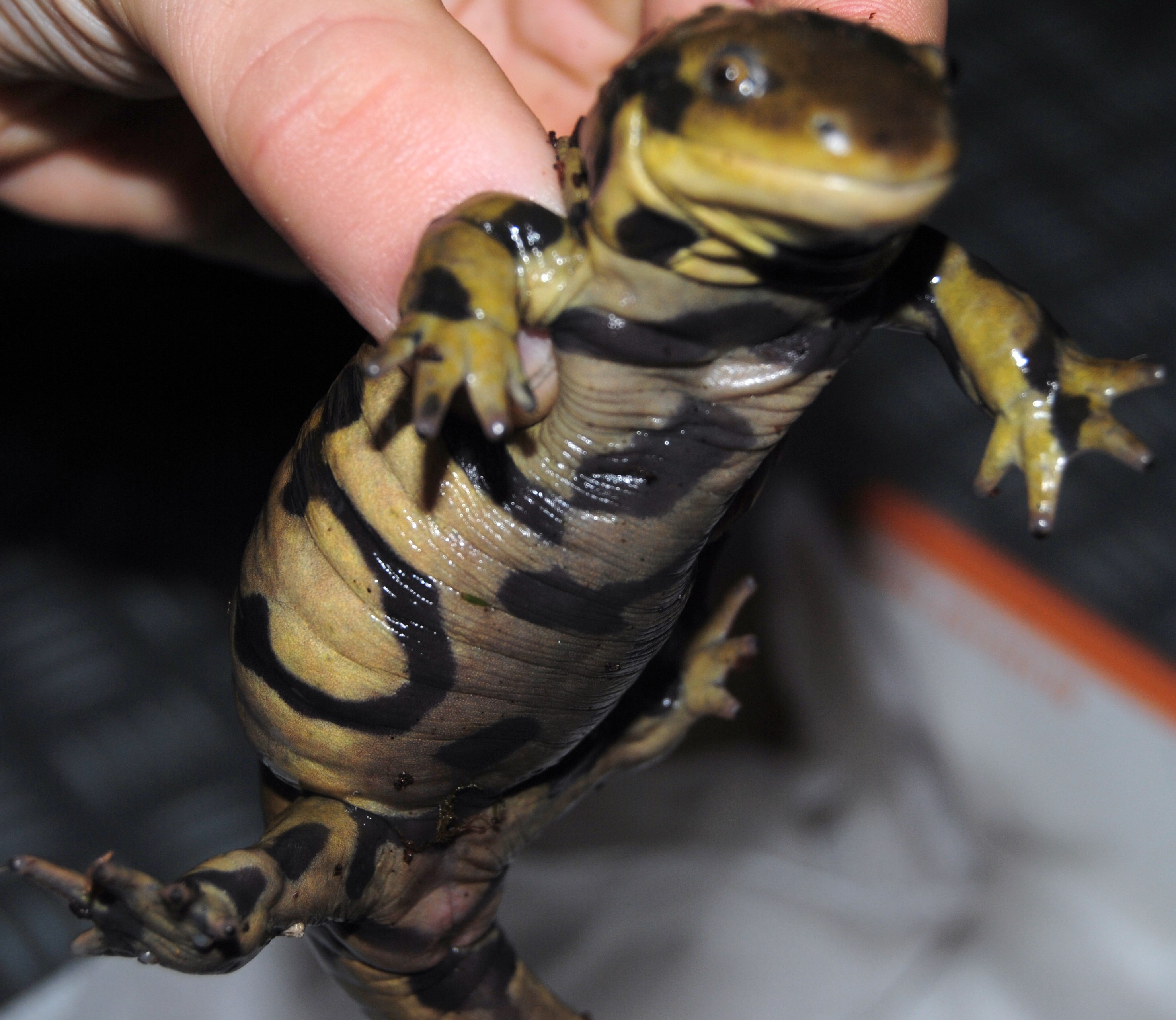 Ambystoma mavortium ? 668093324