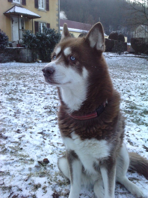 Taiga, Husky chocolat yeux bleu, PAR:25/70/90 ADOPTEE 668105P03021208220002