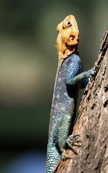 Animaux - Lézards - Caméléon panthère -Anguidae - L'orvet - 669429agame5137d559