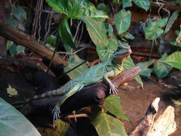 Animaux - Lézards - Caméléon panthère -Anguidae - L'orvet - 669506dragoneau914dc02c