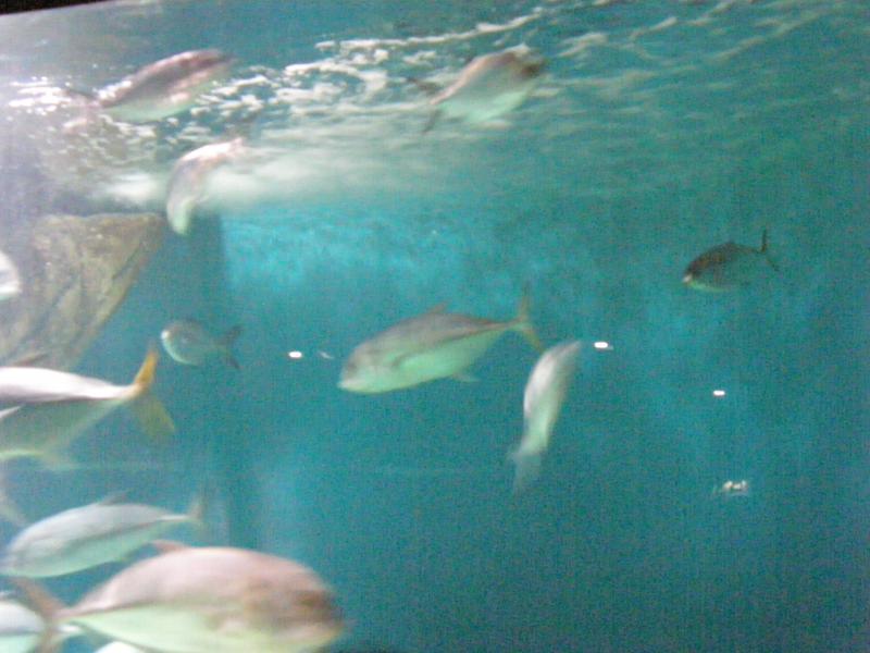 Aquarium de La Rochelle 669580P8027828