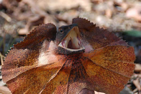 Animaux - Lézards - Caméléon panthère -Anguidae - L'orvet - 669624dragonaustralie414db2a6