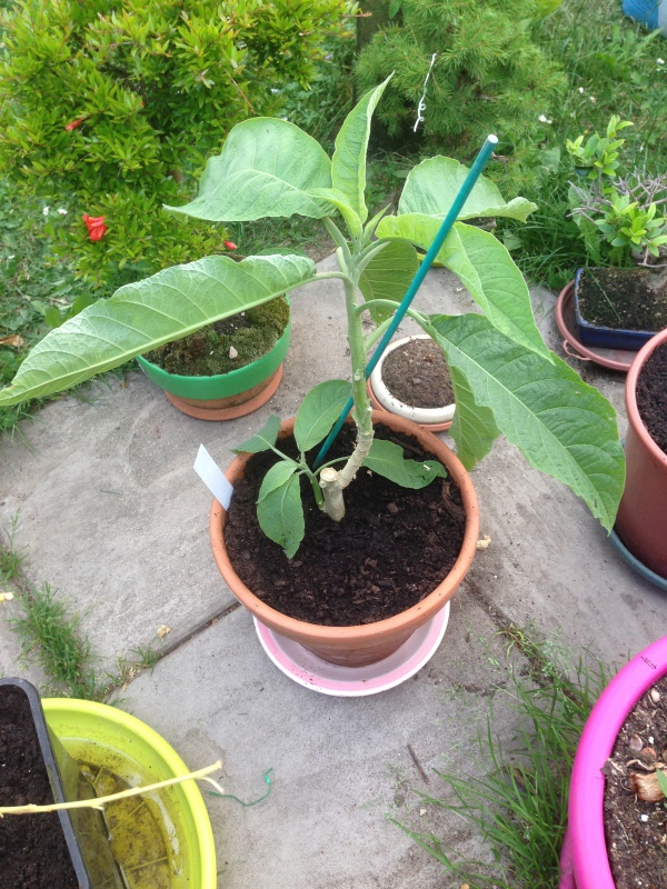 graines de brugmensia - Graines de brugmansia blanches 669736IMG5838