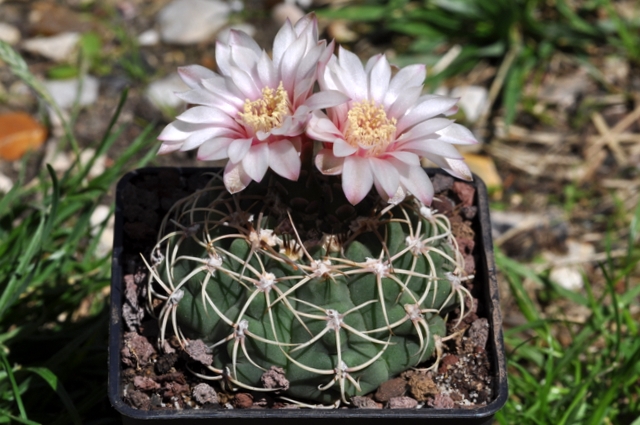 GYMNOCALYCIUM !!! 669978gymnocalyciumbayrianum1106262