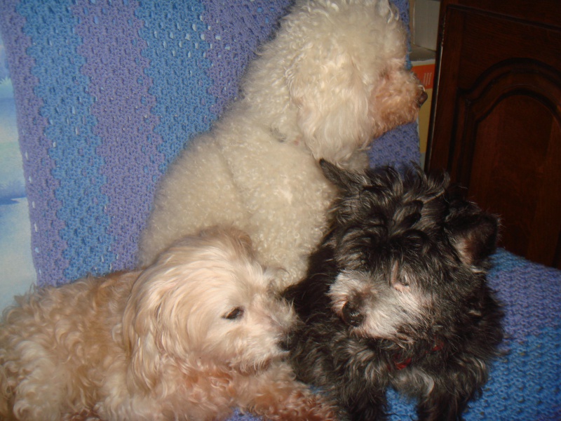 MILAINE F BICHON  12 ANS SPA GIEN (45) ADOPTEE PAR DAYSIE  - Page 3 670128DSC07468