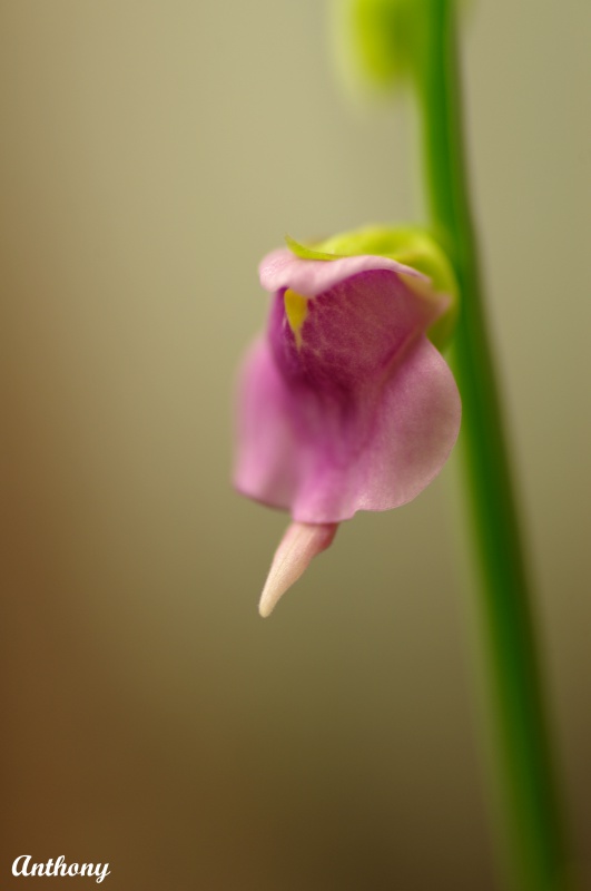 Les fleurs d'Utricularia 671439Calycifidacopy