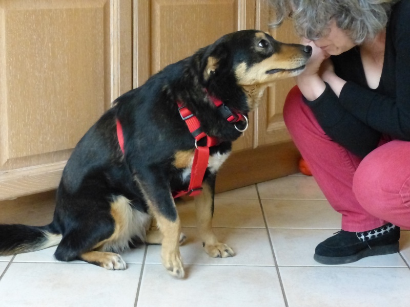 Negrutza, un amour de chienne, 2 ans environ - Page 2 673415P1030235