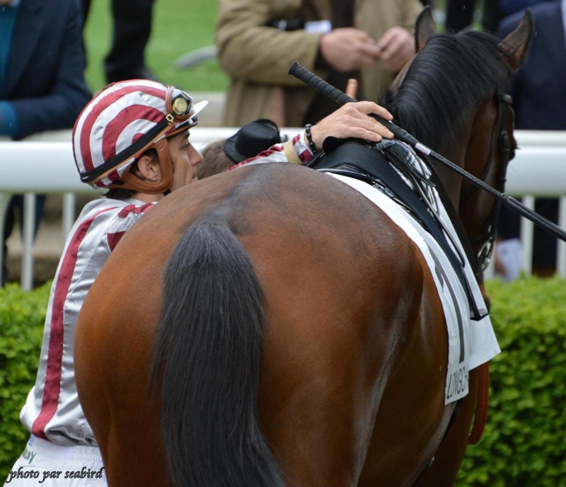 Prix Ganay 2014 (Gr. I, Longchamp) 27-04 : Cirrus des Aigles (+photos) 674468188001