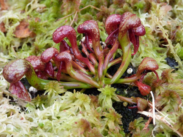 Darlingtonia californica 'red' - Page 2 674856P1130388