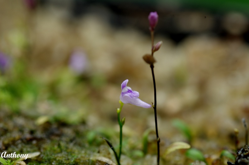 Les fleurs d'Utricularia 675952UtriculariaMinutissima1copy