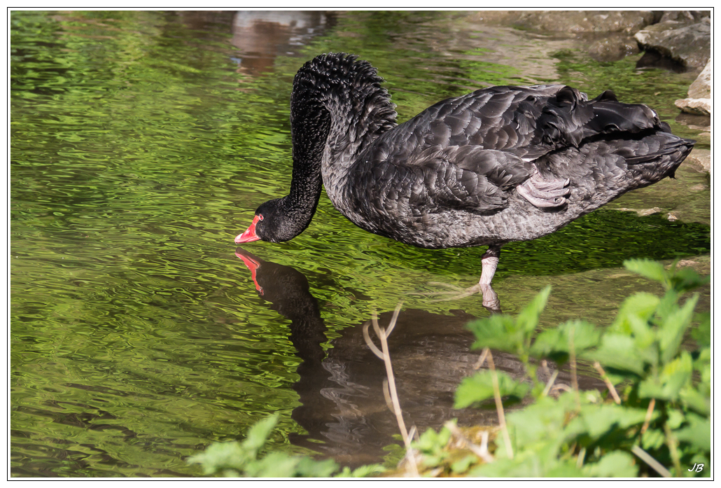 Les oiseaux des parcs 676348LR53P1140821