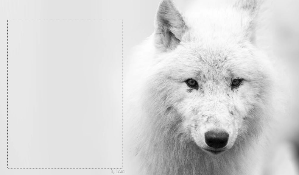 [Animal] Loup 67658864048