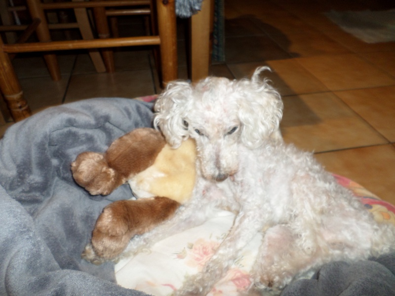 SKIPY CANICHE BLANC MALE 11 ANS - ADOPTE  - Page 4 677000SAM2119