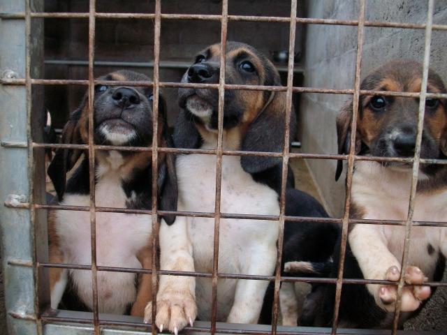 chiots beagle harrier 6777731