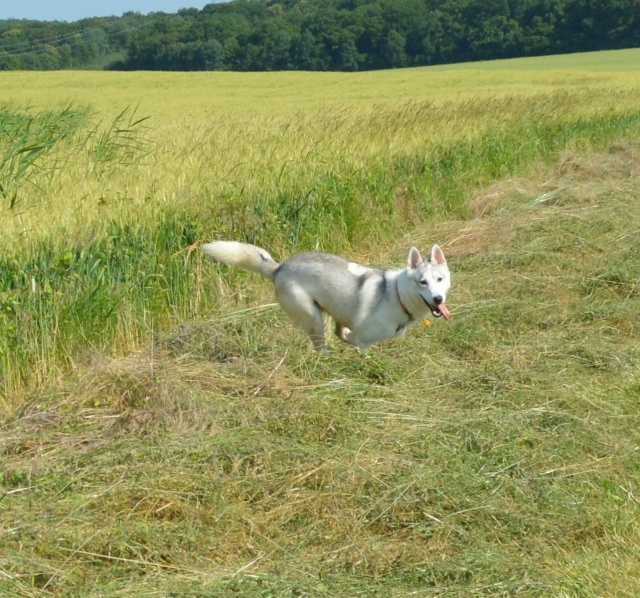 Anook, husky né en 06/2012. refuge SPA Amance    REF:54  ADOPTE 679363anook1