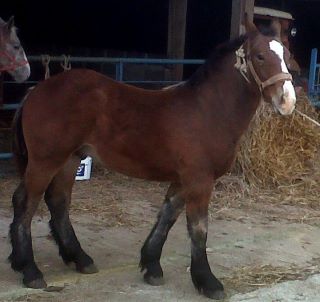 Vends poulain hongre trait petite taille (échange possible) 681832bandit