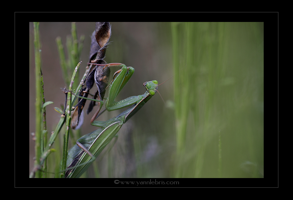 [Mantis religiosa] État des connaissances sur la Mante religieuse en Bretagne ? 682261mante7