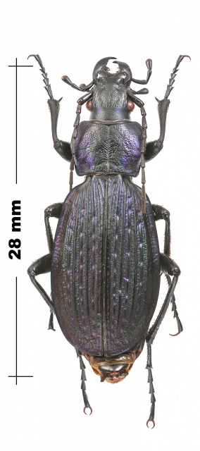 Carabus Ossète 682375CarabusNeoplectesprotensusdjavelidzeiRussieOsstieduNordCaucasejuilletSeptembre1985