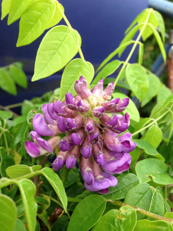 Wisteria Sinensis (Glycine de Chine) 683671IMG5698