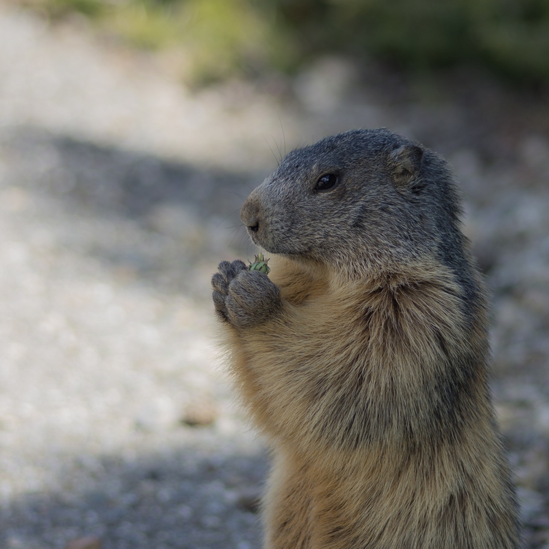 Journée de la marmotte 685425IMGP8153