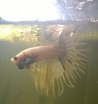 Nouveau petit betta ! 686067WP20150722002