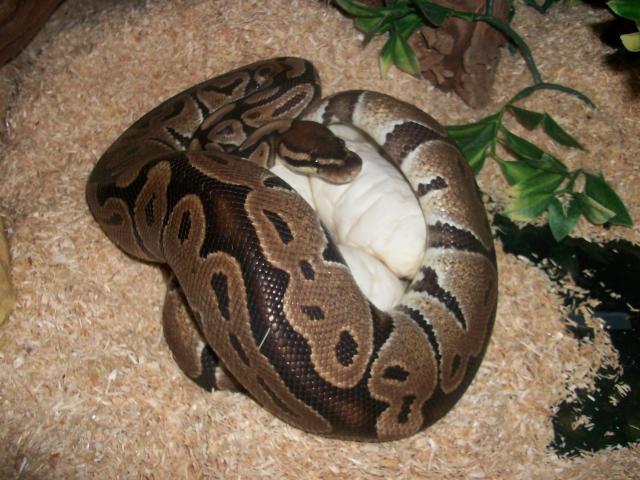 Meos Reptiles : Python Regius  6871711010616