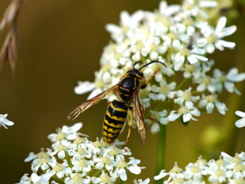 Monsieur Dolichovespula 687498P1620191m