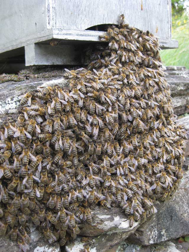 http - Apiculture & ruchers - Page 12 687632IMG66296