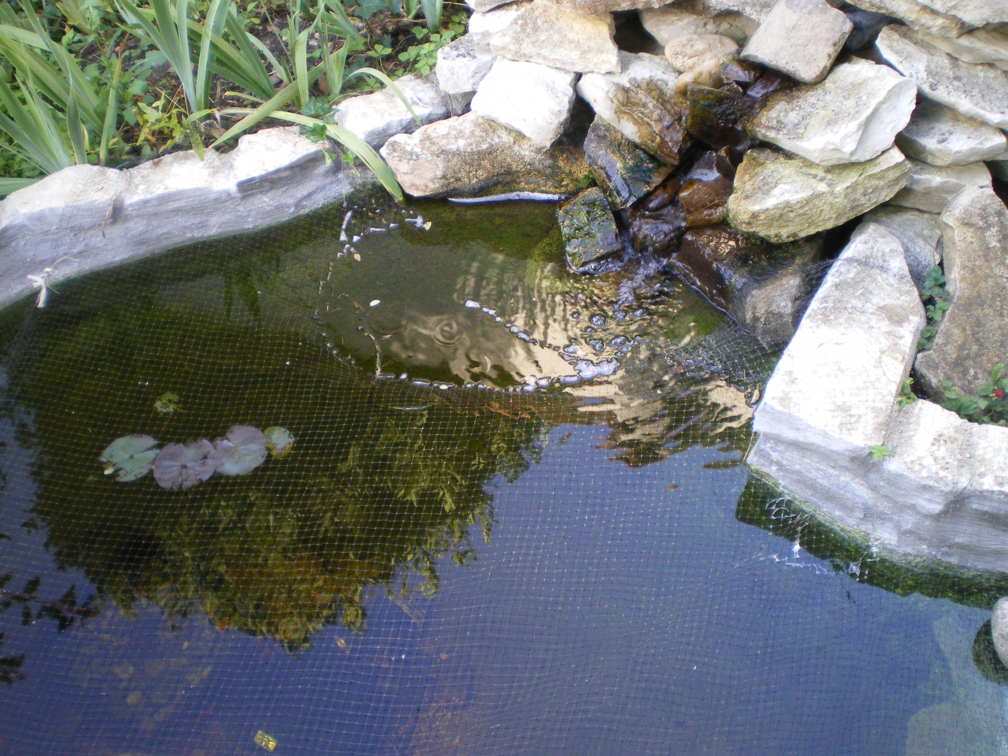 pourquoi pas une tortue d'eau? 688063IMGP0798