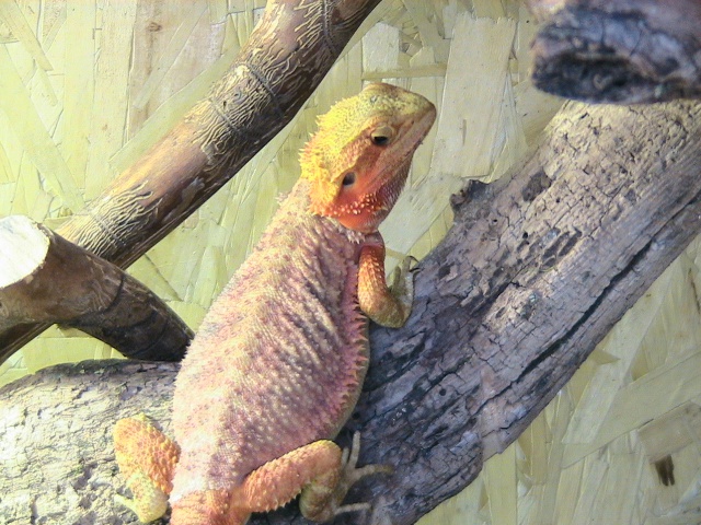 Ginger pogona de Matchless. - Page 2 689690Photo054