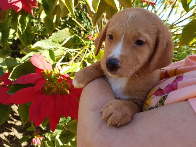 Petite famille + 1 tite chiot à l'abri 692413IMG20160604WA0009