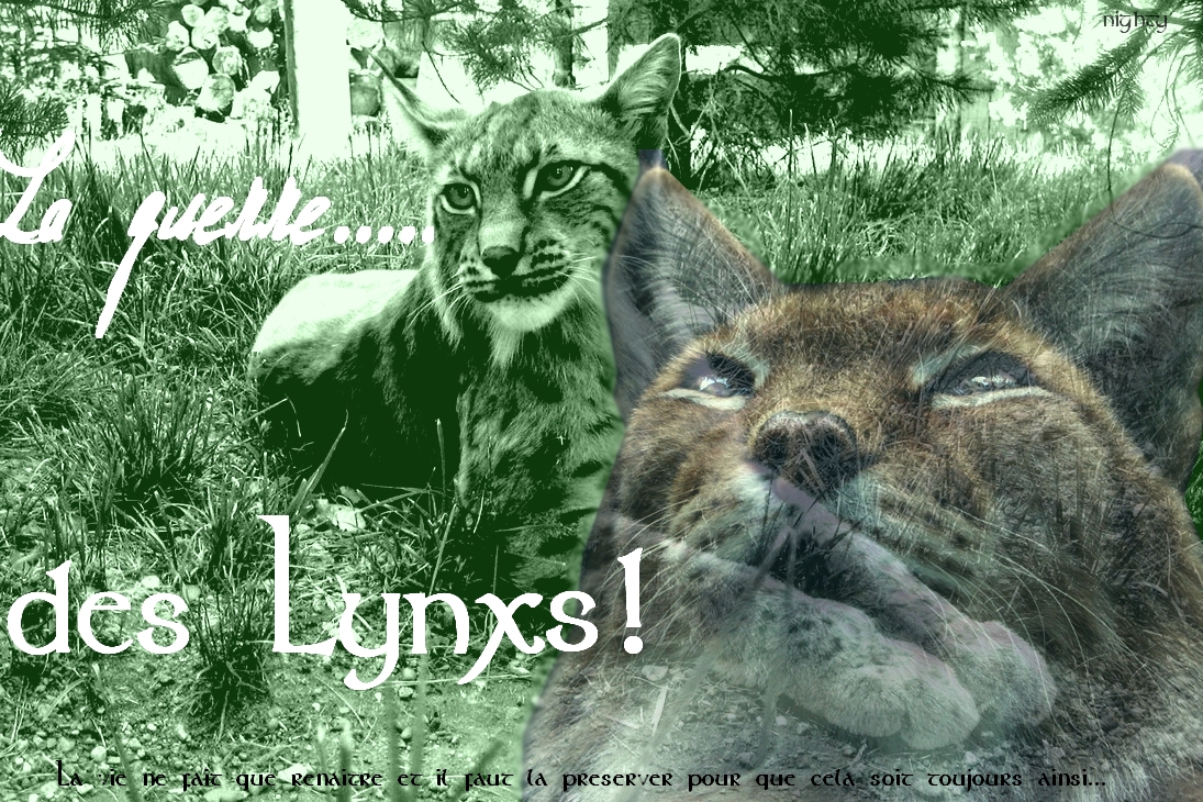 Concours pour le design de printemps 2011 ! 694352LynxbyCheetah57