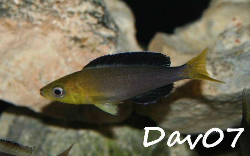  Cyprichromis jumbo "Kambwimba"  694391cypri1800x600