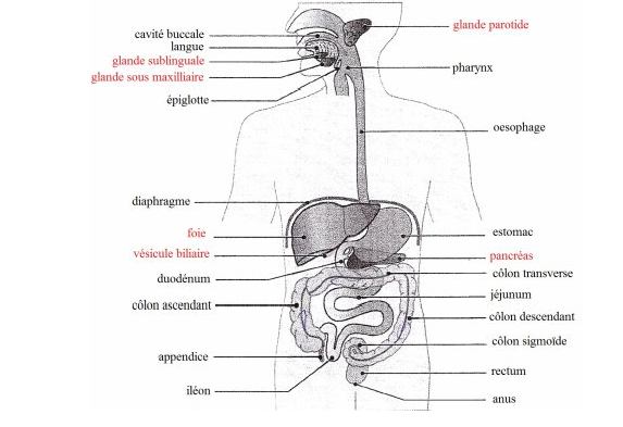 Guide RP du CHU 694931AppareilDigestif