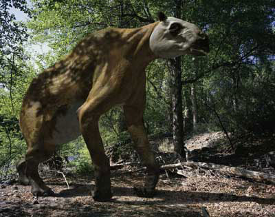 Animaux préhistoriques -Diprotodon - Chalicotherium -et autres(photos,textes...) 696742chalicotherium3