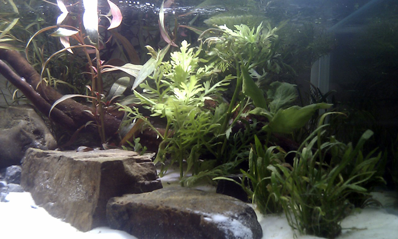 Aquarium de Lucien 6968889709