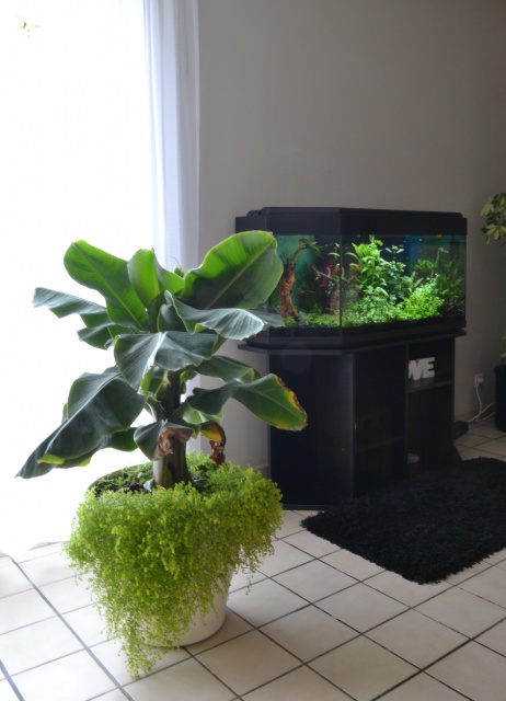 MES AQUARIUMS 240 L Communautaire et 30 L Aquascape + photos - Page 3 6980585603