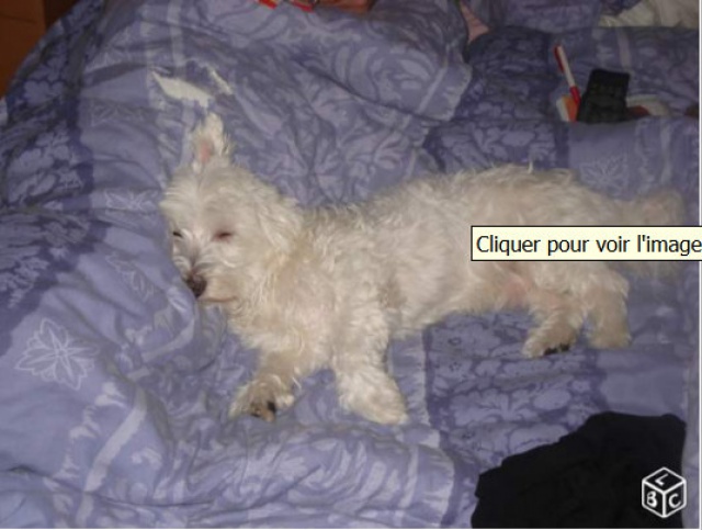 joli bichon maltais donn URGENT (17) Charente maritime   698418bichStN17112014100721