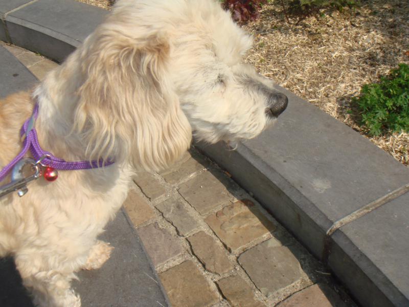 milaine - MILAINE F BICHON  12 ANS SPA GIEN (45) ADOPTEE PAR DAYSIE  698696DSC05656