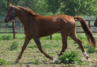 [PLACE BESSE] TINO  En route pour l'extérieur à gogo ! 699335140351