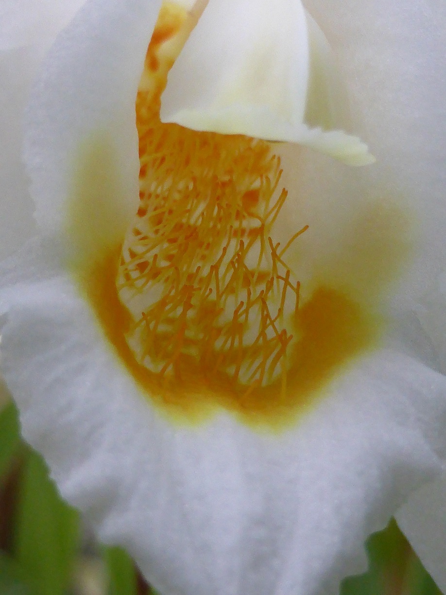 Coelogyne mooreana 700468flodecembre2016c