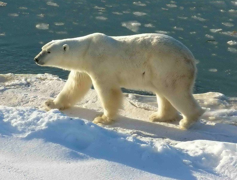 Animaux - Espèces menacées -La panthère nébuleuse +Le Kagou huppé+ autres 700664792pxPolarBear20041115