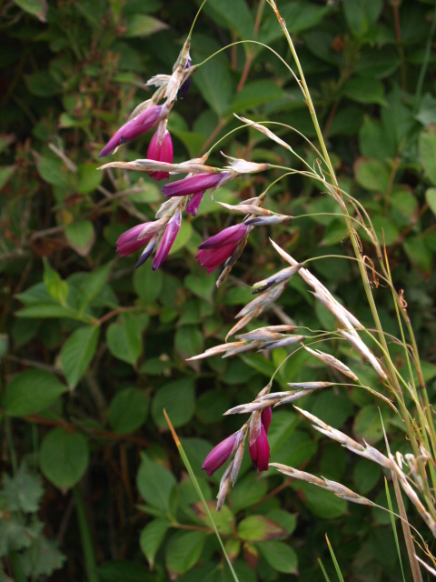 Dierama 702469P7028833