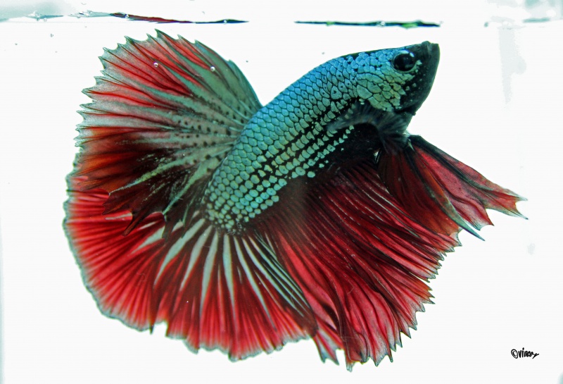 betta splendens "show betta" 702837729