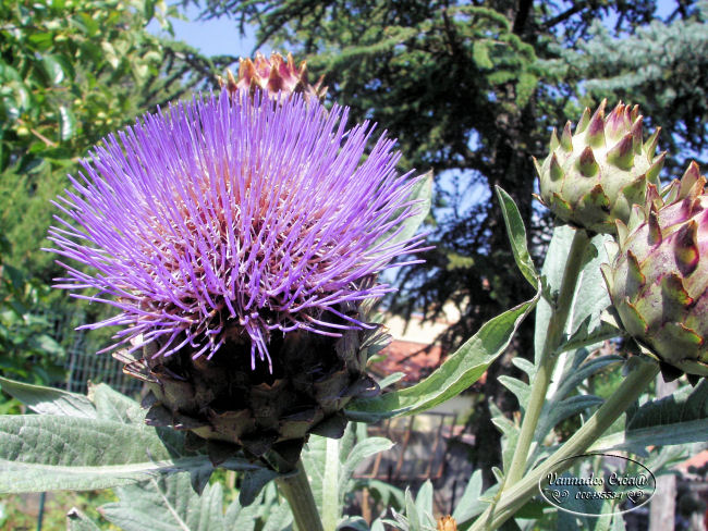 Les Fleurs de mon jardin suite 1 703038artichaud1