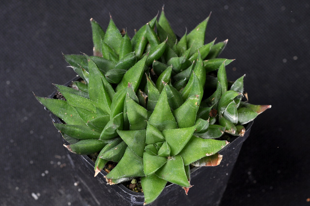 Mes Haworthia 704581angustifoliabaylisiiPK120930002